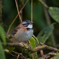 strnadec ranní - Zonotrichia capensis