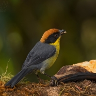strnádek rezavotýlý - Atlapetes rufinucha