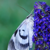 stužkonoska modrá - Catocala fraxini