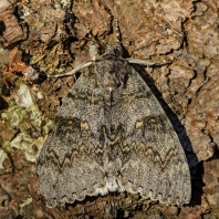 stužkonoska modrá - Catocala fraxini