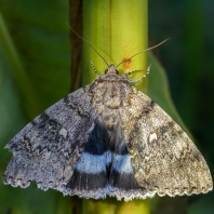 stužkonoska modrá - Catocala fraxini