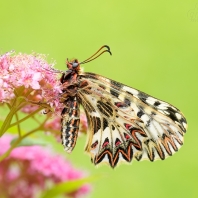 stužkonoska modrá - Catocala fraxini