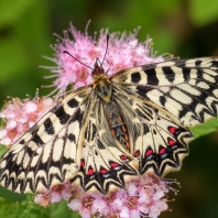 stužkonoska modrá - Catocala fraxini
