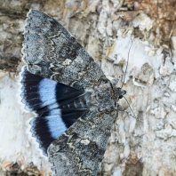 stužkonoska modrá - Catocala fraxini