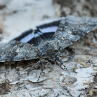 stužkonoska modrá - Catocala fraxini