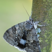 stužkonoska modrá - Catocala fraxini