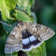 stužkonoska modrá - Catocala fraxini