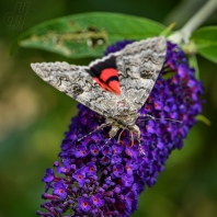 stužkonoska topolová - Catocala elocata