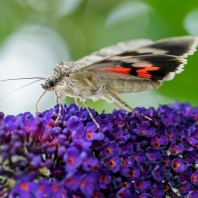 stužkonoska topolová - Catocala elocata