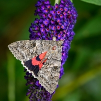 stužkonoska topolová - Catocala elocata