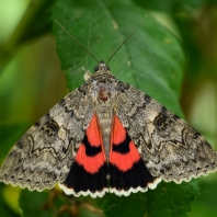 stužkonoska topolová - Catocala elocata