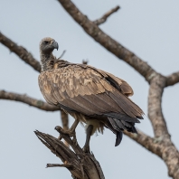 sup africký - Gyps africanus