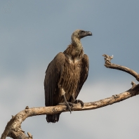 sup africký - Gyps africanus