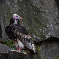 sup chocholatý - Trigonoceps occipitalis