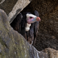 sup chocholatý - Trigonoceps occipitalis
