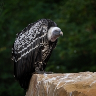 sup krahujový - Gyps rueppelli