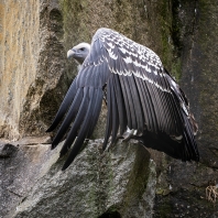 sup krahujový - Gyps rueppelli