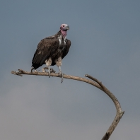 sup královský - Torgos tracheliotos