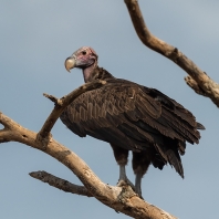 sup královský - Torgos tracheliotos