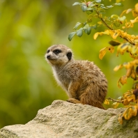 surikata - Suricata suricatta