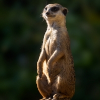 surikata - Suricata suricatta