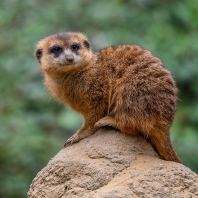 surikata - Suricata suricatta