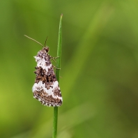 světlopáska ostřicová - Deltote deceptoria