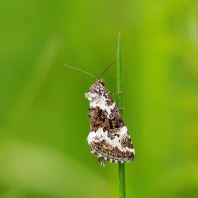 světlopáska ostřicová - Deltote...