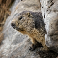 svišť horský - Marmota marmota