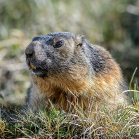 svišť horský - Marmota marmota