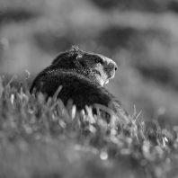 svišť horský - Marmota marmota