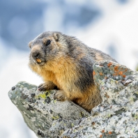 svišť horský - Marmota marmota