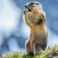 svišť horský - Marmota marmota