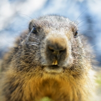 svišť horský - Marmota marmota