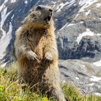 svišť horský - Marmota marmota