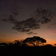 Svítání v Amboseli