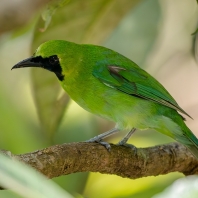 sýkavkovití - Chloropseidae