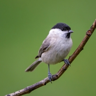 sýkora babka - Parus palustris