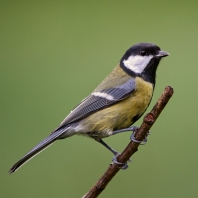 sýkora koňadra - Parus major