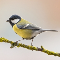 sýkora koňadra - Parus major