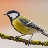 sýkora koňadra - Parus major