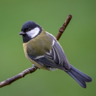 sýkora koňadra - Parus major