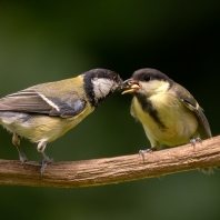 sýkora koňadra - Parus major