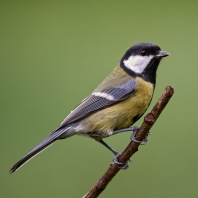 sýkora koňadra - Parus major