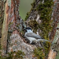 sýkora lužní - Parus montanus