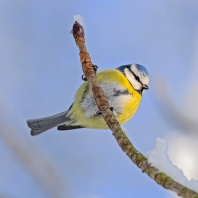 sýkora modřinka - Parus caeruleus