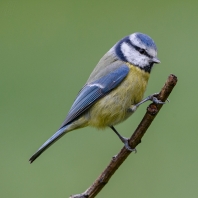 sýkora modřinka - Parus caeruleus