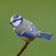 sýkora modřinka - Parus caeruleus