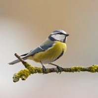 sýkora modřinka - Parus caeruleus