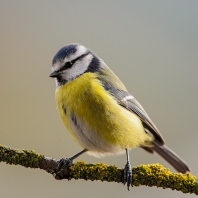 sýkora modřinka - Parus caeruleus